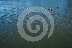 Flock of wild ducks swimming in lake