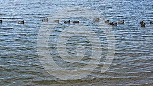 Flock of wild ducks swims in lake