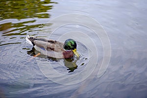 A flock of wild ducks swims in the lake.