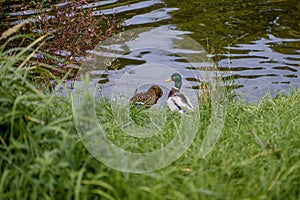 A flock of wild ducks swims in the lake.