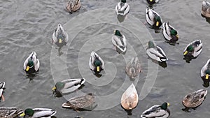 A flock of wild ducks swims in the river