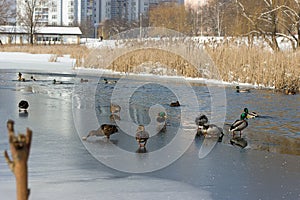A flock of wild ducks on a winter lake in the city.