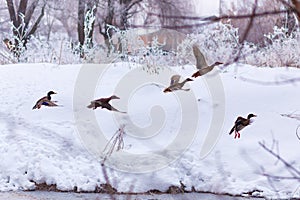 Flock of wild ducks on winter river