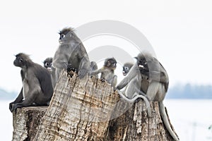 Flock of wild dusky leaves monkey on tree stump