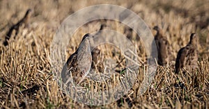 Flock of wild game birds, juvenile grey partridge.(Perdix perdix)