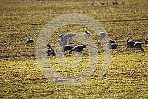 A flock of wild geese eating in a field during their spring migration