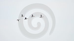 Flock of wild geese flying in v-shape on blue sky