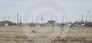 A flock of wild geese in the spring