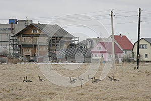 A flock of wild geese in the spring