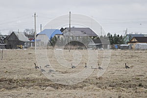 A flock of wild geese in the spring