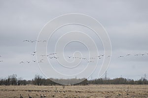 A flock of wild geese in the spring