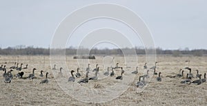 A flock of wild geese in the spring