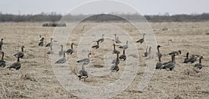 A flock of wild geese in the spring