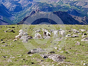 Flock of wild goats on Beartooth Pass, Wyoming. USA.