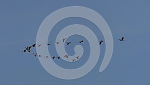 Flock of Wild grey geese in flight migration.