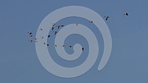 Flock of Wild grey geese in flight migration.