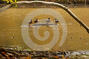 Flock of wild mallard ducks resting on a tree log in Lake Roland Park in Baltimore, Maryland, US