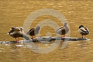 Flock of wild mallard ducks resting on a tree log in Lake Roland Park in Baltimore, Maryland, US