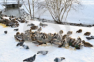 A flock of wild mallards eating food from snow on shore of a pond