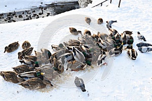 A flock of wild mallards eating food from snow on shore of a pond
