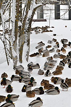 A flock of wild mallards sits on the snow