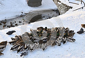 A flock of wild mallards sits on the snow