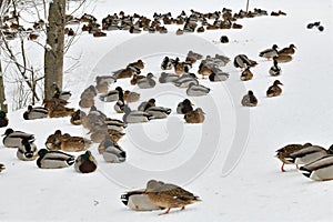 A flock of wild mallards sits on the snow in park