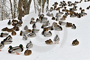 A flock of wild mallards sits on the snow in park