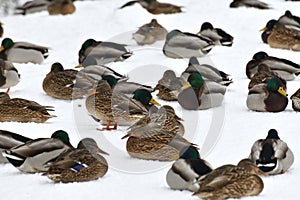 A flock of wild mallards sits on the snow in park