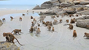 Flock of wild monkey on sea beach