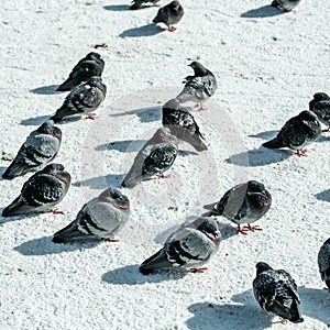 A Flock Of Wild Pigeons On Snow Covered Ground In Winter Downtown Stavanger