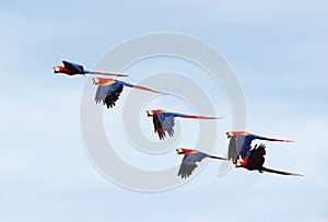Flock of wild scarlet macaws , corcovado, costa rica