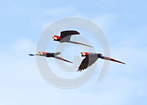 Flock of wild scarlet macaws flying, corcovado, costa rica