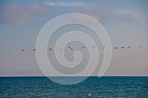 A flock of wild swans on the sea