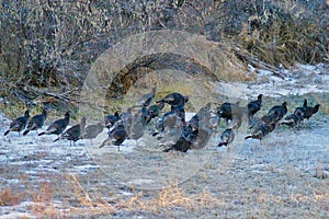 Flock of Wild Turkeys