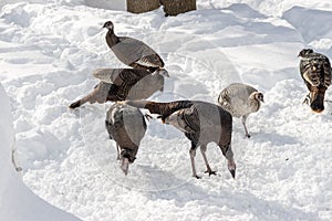 Flock of wild turkeys eating in the snow under bird feeders near the house. All brown but a white one