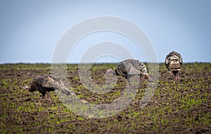 A flock of wild turkeys entered an agricultural field with wheat seedlings in search of food