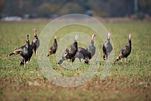 Flock of wild turkeys in field