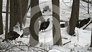 Flock Wild Turkeys looking for food in forest during winter