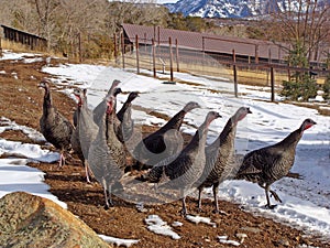 A flock of wild turkeys strolling down country path