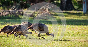 Flock of wild turkeys walk through field