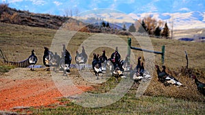 A flock of wild turkeys in Wyoming.