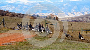 A flock of wild turkeys in Wyoming.