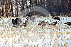 Flock of wild Wisconsin turkeys meleagris gallopavo in the courtship ritual on a harvested corn field in March