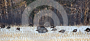 Flock of wild Wisconsin turkeys meleagris gallopavo in the courtship ritual on a harvested corn field in March