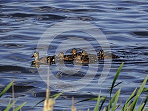 flock of wild young ducks learning to swim with their mother on the lake
