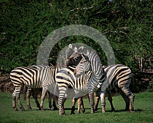 Flock of wild zebra in green grass field