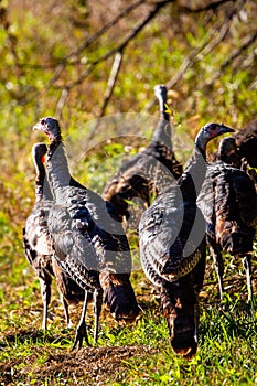 Flock of Wisconsin wild turkeys meleagris gallopavo in autumn