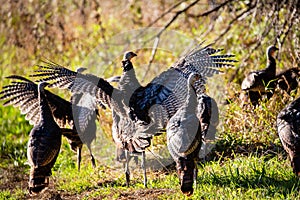 Flock of Wisconsin wild turkeys meleagris gallopavo in autumn