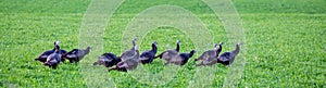 Flock of Wisconsin wild turkeys meleagris gallopavo in autumn